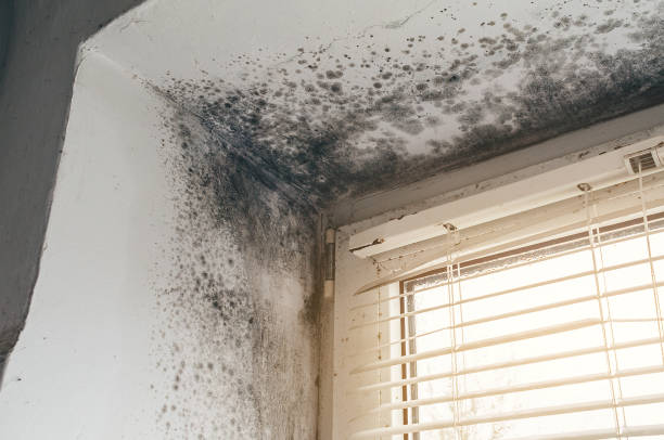 Affordable Mold Inspection And Testing solutions in Closter, NJ